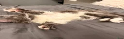 Maine Coon cats for sale: Stunning Maine Coon Litter Of Kittens  - Advert 4