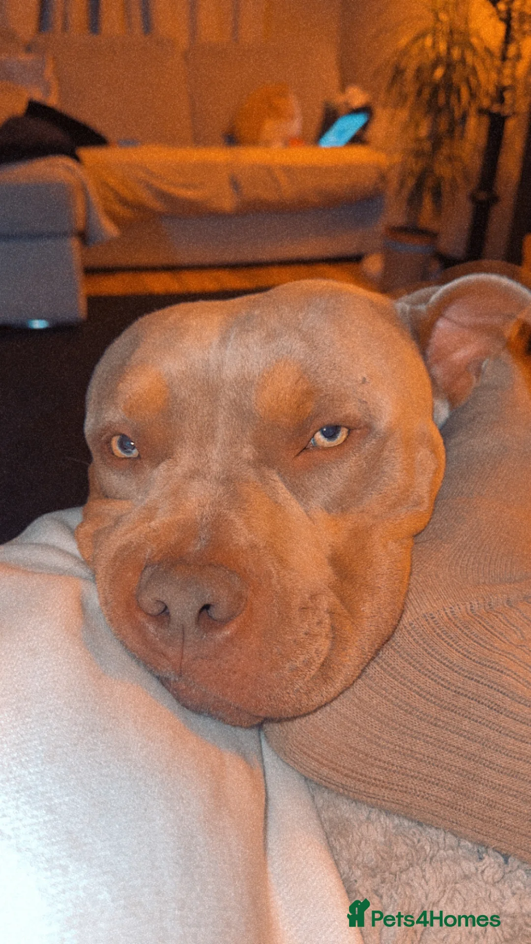 American Bully dogs for sale: Male bully classic  - Advert 2