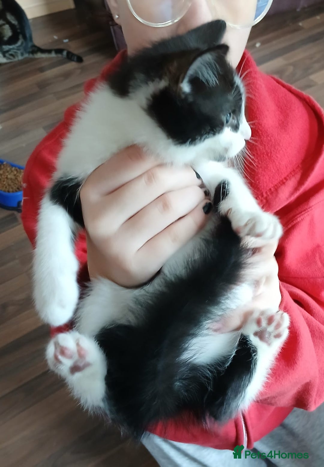 Mixed Breed cats for sale: 4 kittens 1 boy & 3 girls - Image 4
