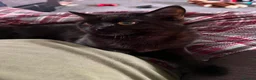 Domestic Shorthair cats for sale: Kitten for Adoption - Advert 1