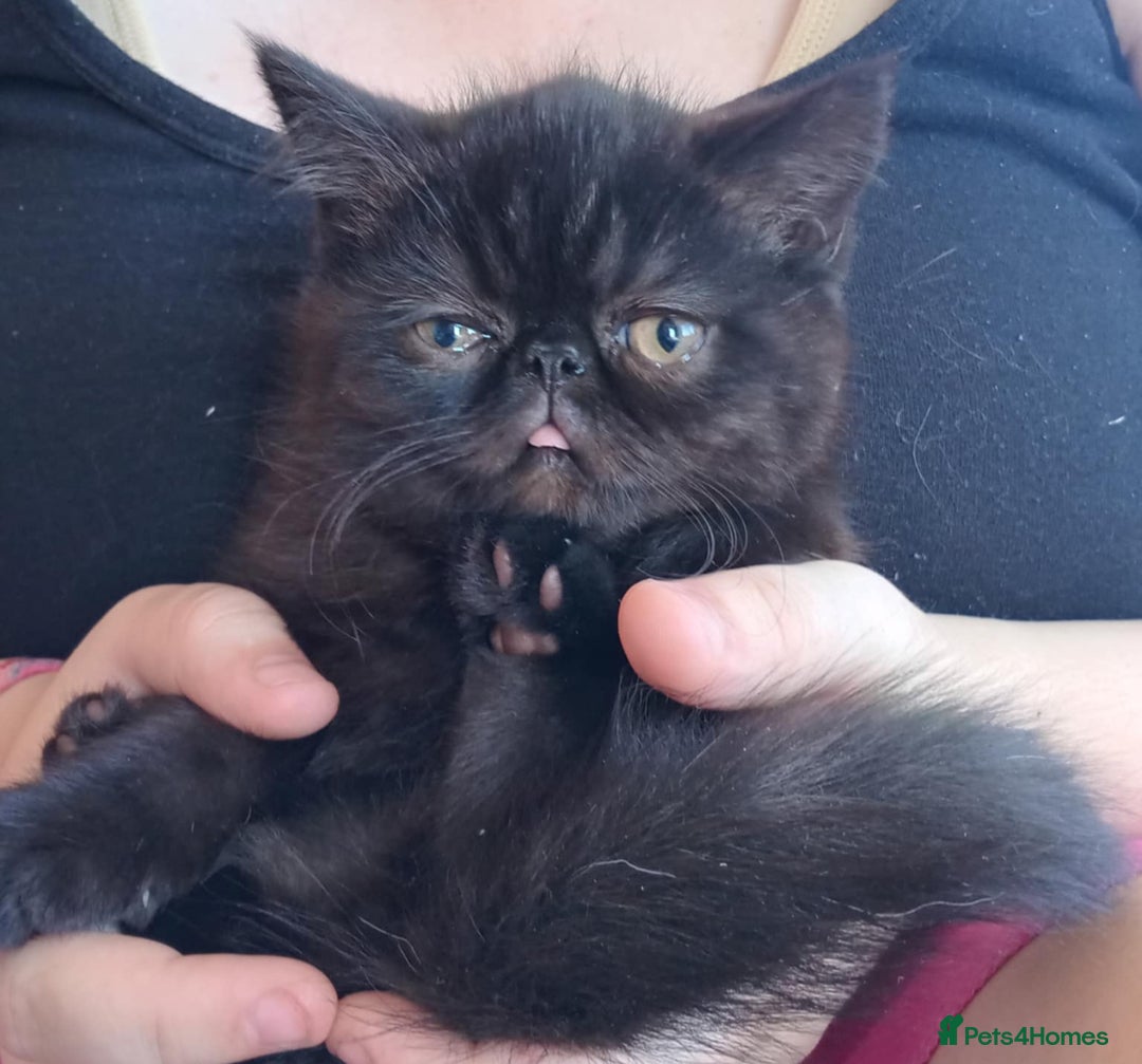 Exotic cats for sale: GCCF Registered Kittens  - Image 9