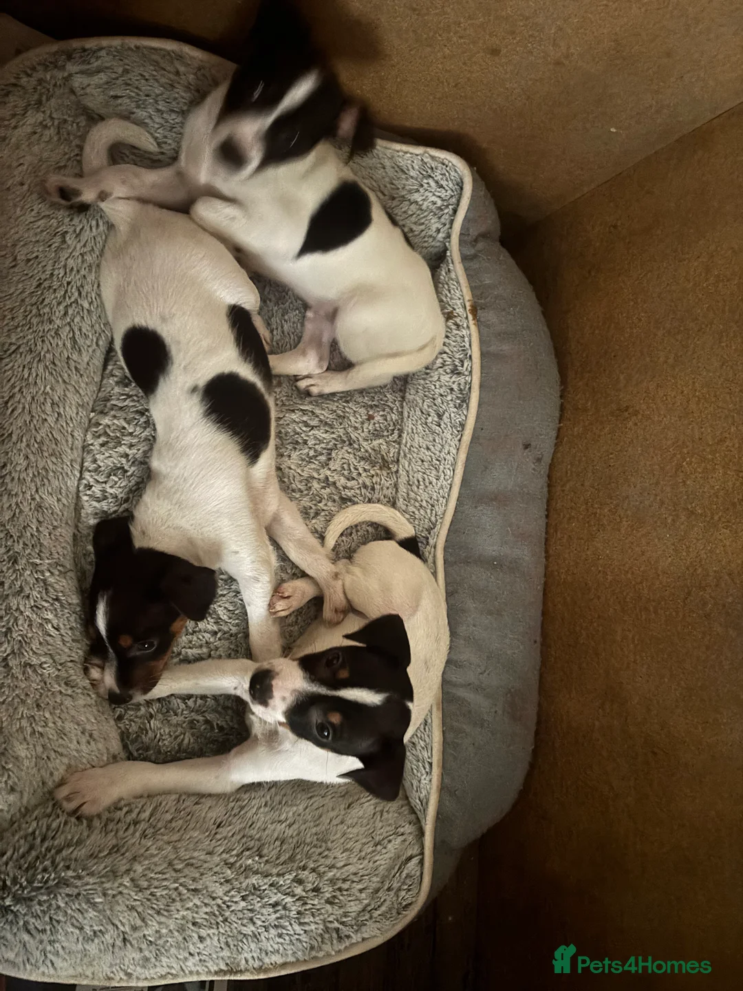 Jack Russell dogs for sale: LAST GORGEOUS BOY JACK RUSSELL!  - Advert 2