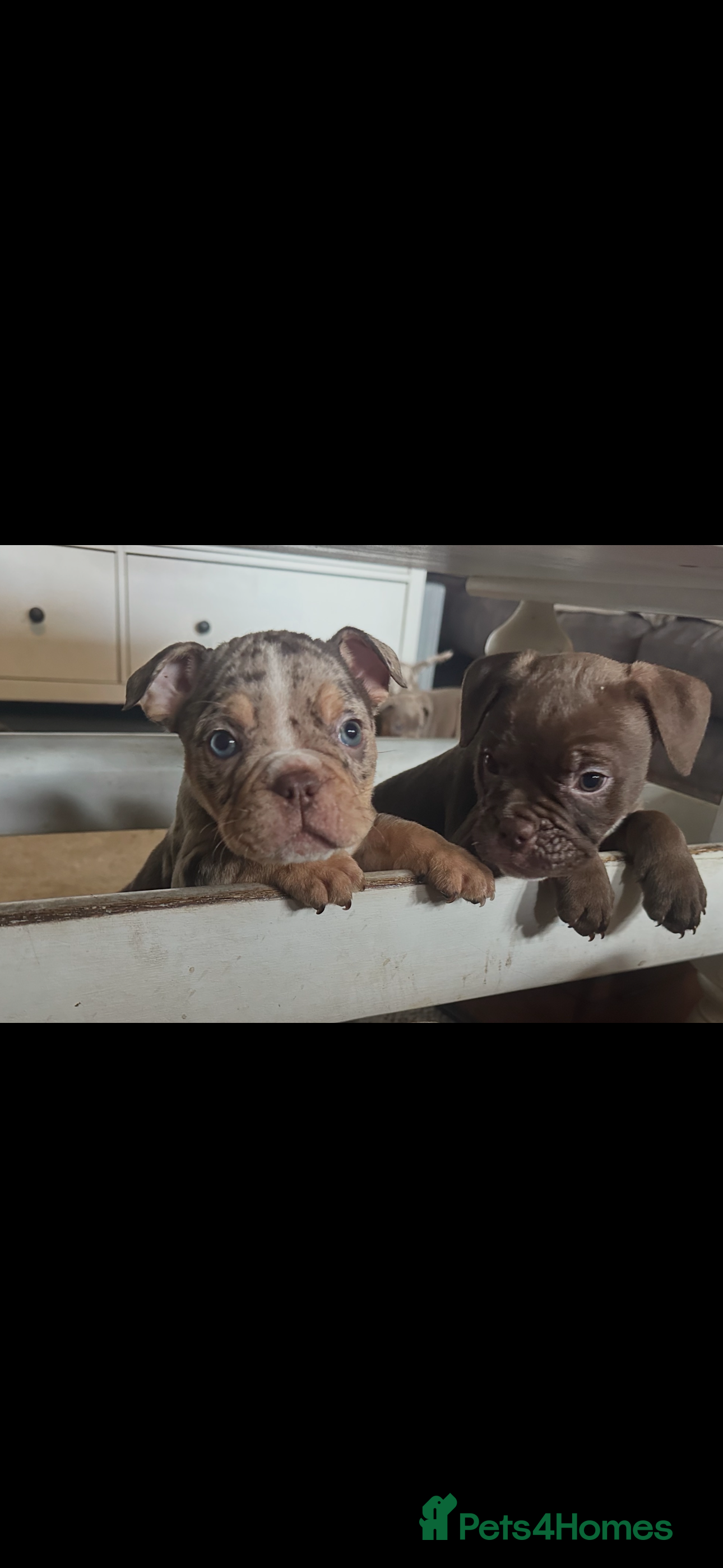 Old Tyme Bulldog dogs 7 old English bulldogs  - Advert 1