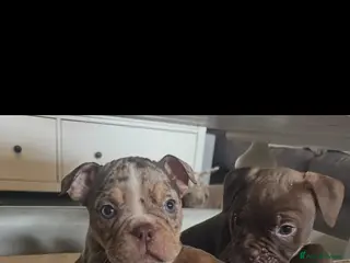 Old Tyme Bulldog dogs 7 old English bulldogs - Advert 1