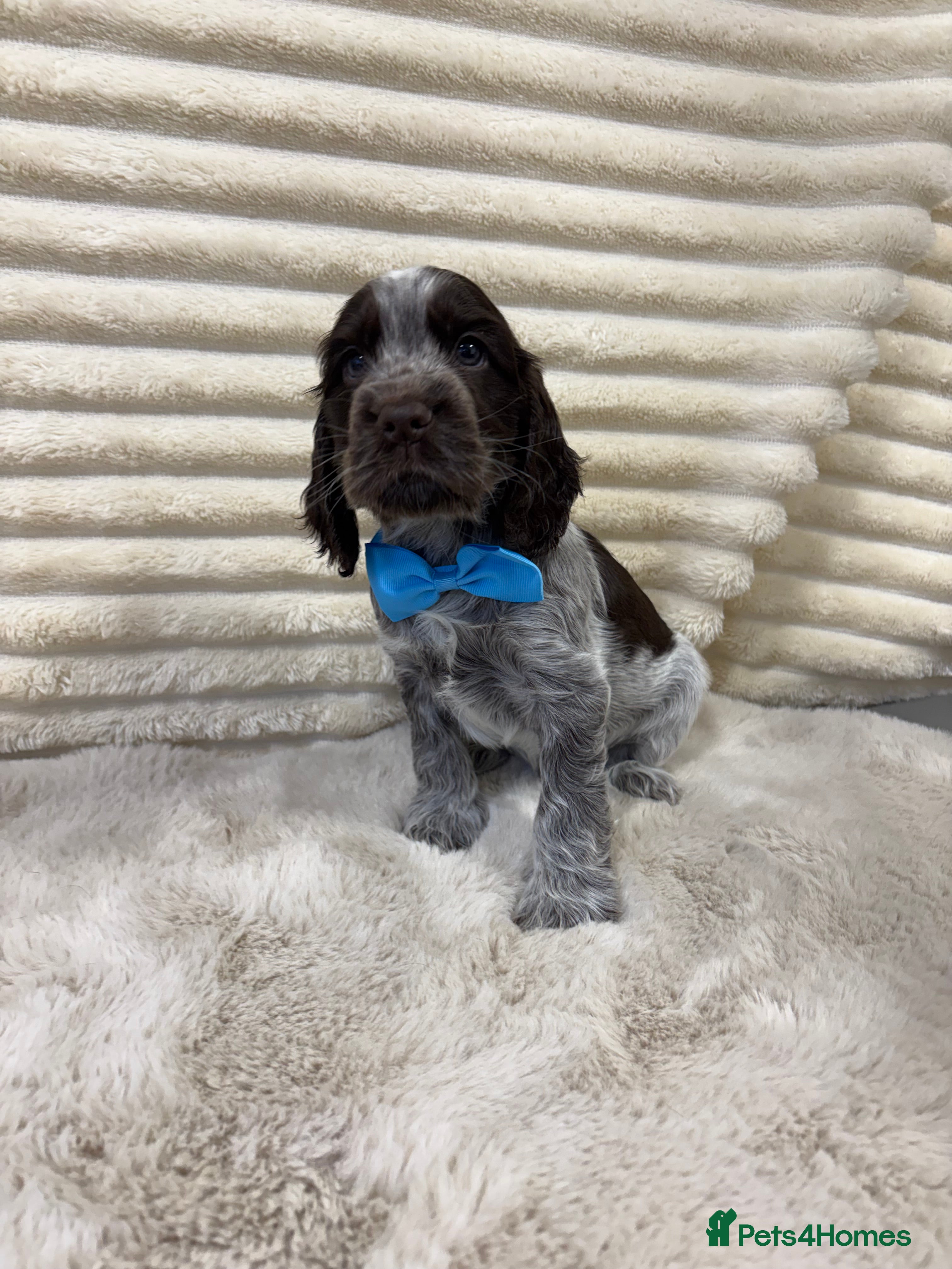 Cocker Spaniel dogs KC reg, health tested English Show Cocker Spaniel - Advert 1