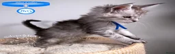 Maine Coon cats for sale: 💚Stunning XL TICA-registered Maine Coon Kittens  - Advert 18