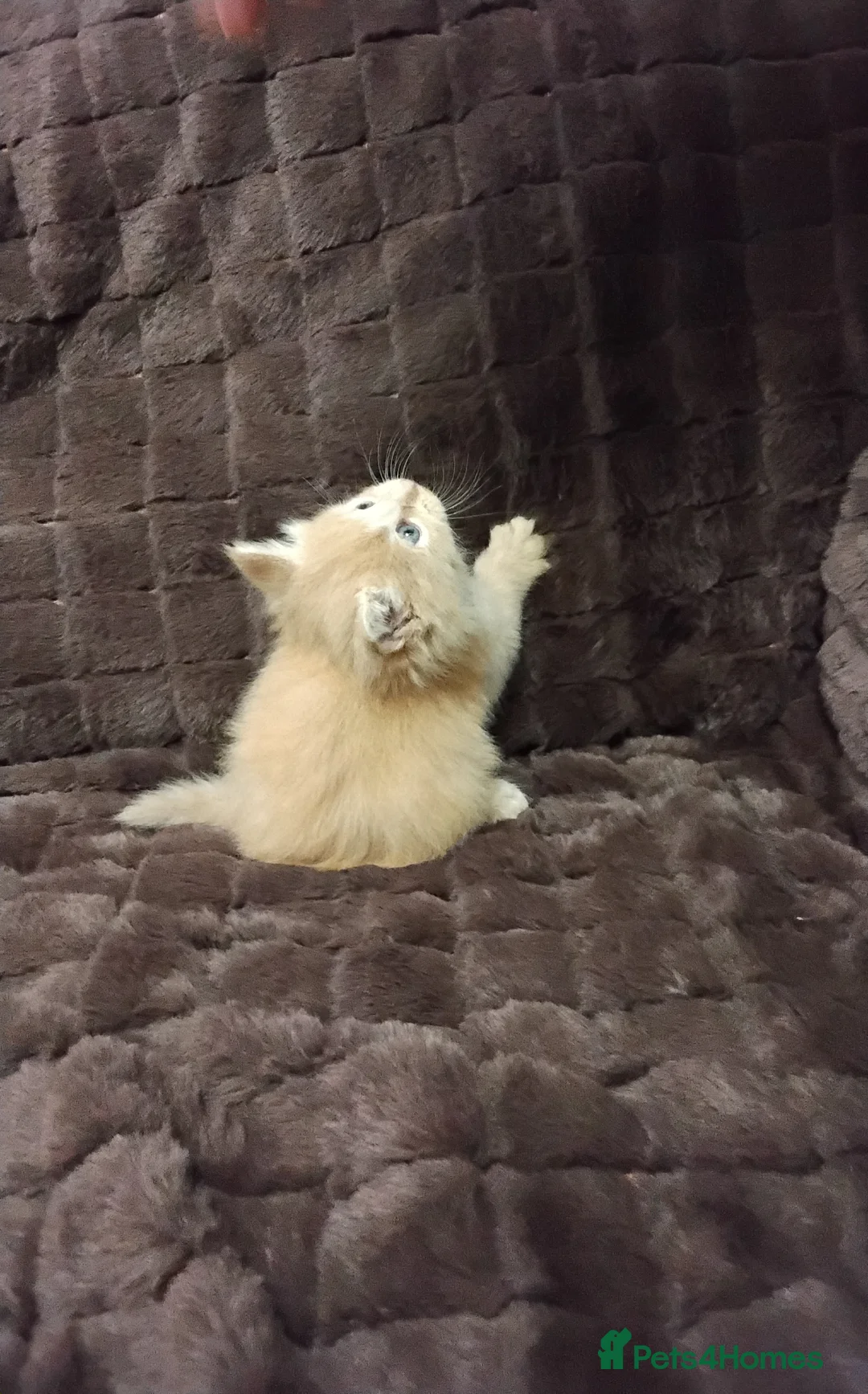 Maine Coon cats for sale: Exceptional Maine Coon kittens available - Advert 11