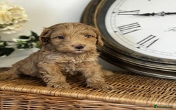 Cavapoo dogs for sale: Stunning F1b mini cavapoos  - Image 5
