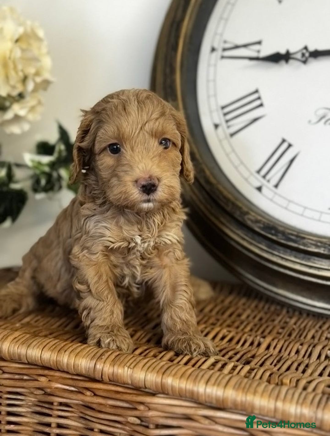 Cavapoo dogs for sale: Stunning F1b mini cavapoos  - Image 5