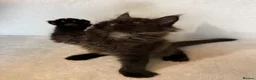Maine Coon cats for sale: READY NOW 🐾 STUNNING GCCF MAINE COON KITTENS 🐾 - Advert 26