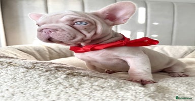 French Bulldog dogs 🌸 pink French bulldogs🌸  - Advert 11