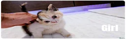 Munchkin cats for sale: Munchkin kittens - Advert 9