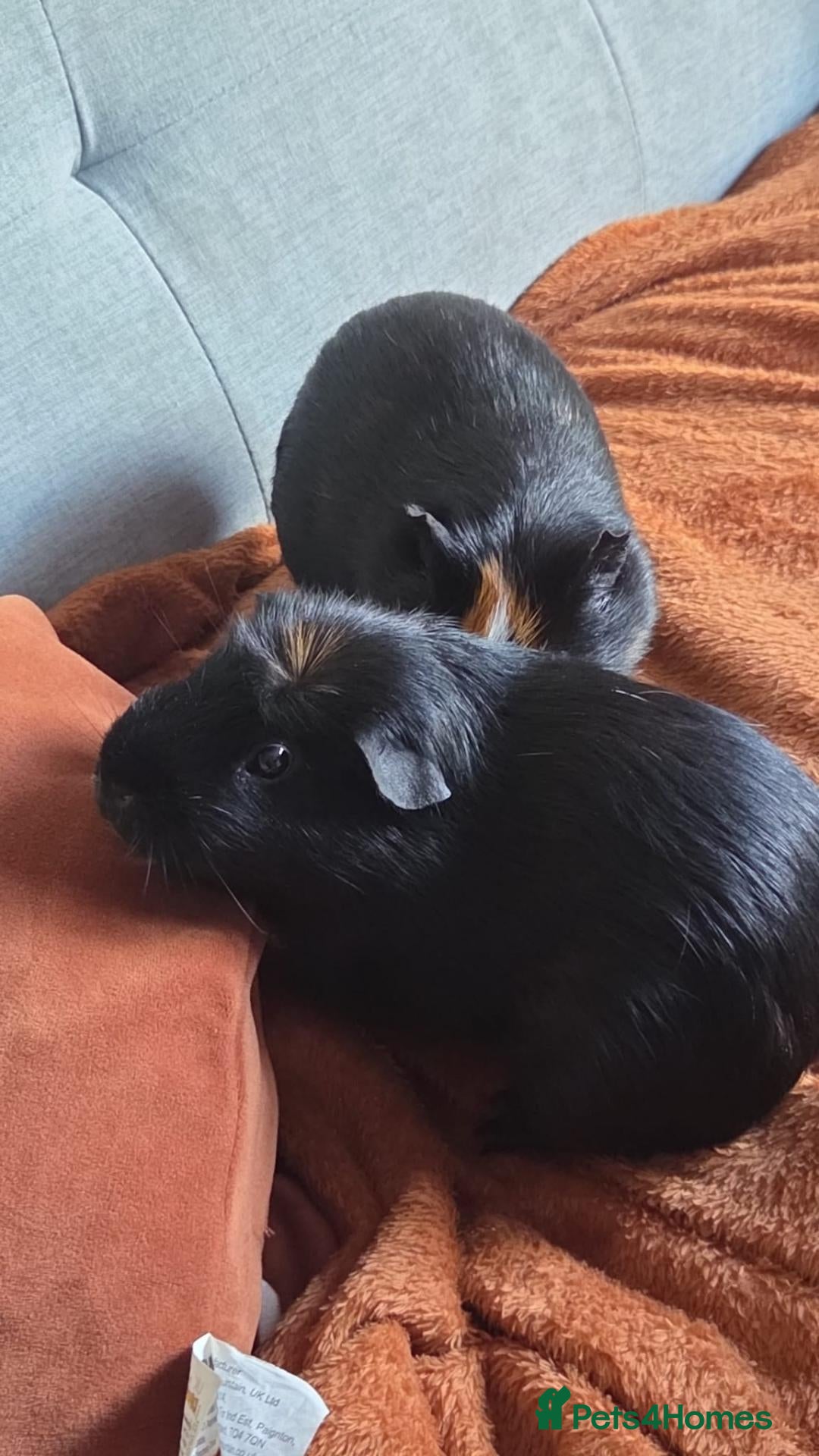 Guinea Pig rodents Two beautiful male guinea pigs and hutch - Advert 1