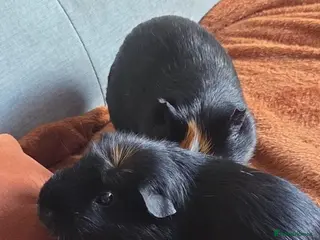 Guinea Pig rodents Two beautiful male guinea pigs and hutch - Advert 1
