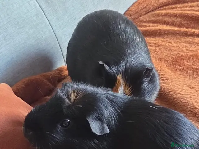 Guinea Pig rodents Two beautiful male guinea pigs and hutch - Advert 3