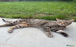 Domestic Shorthair cats for sale: Beautiful Male* Kitty Looking for a good home - Image 10