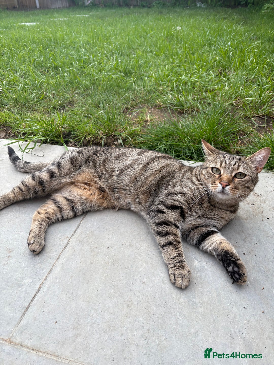 Domestic Shorthair cats for sale: Beautiful Male* Kitty Looking for a good home - Image 10