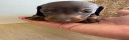 Miniature Dachshund dogs for sale: Miniature dachshund  - Advert 18