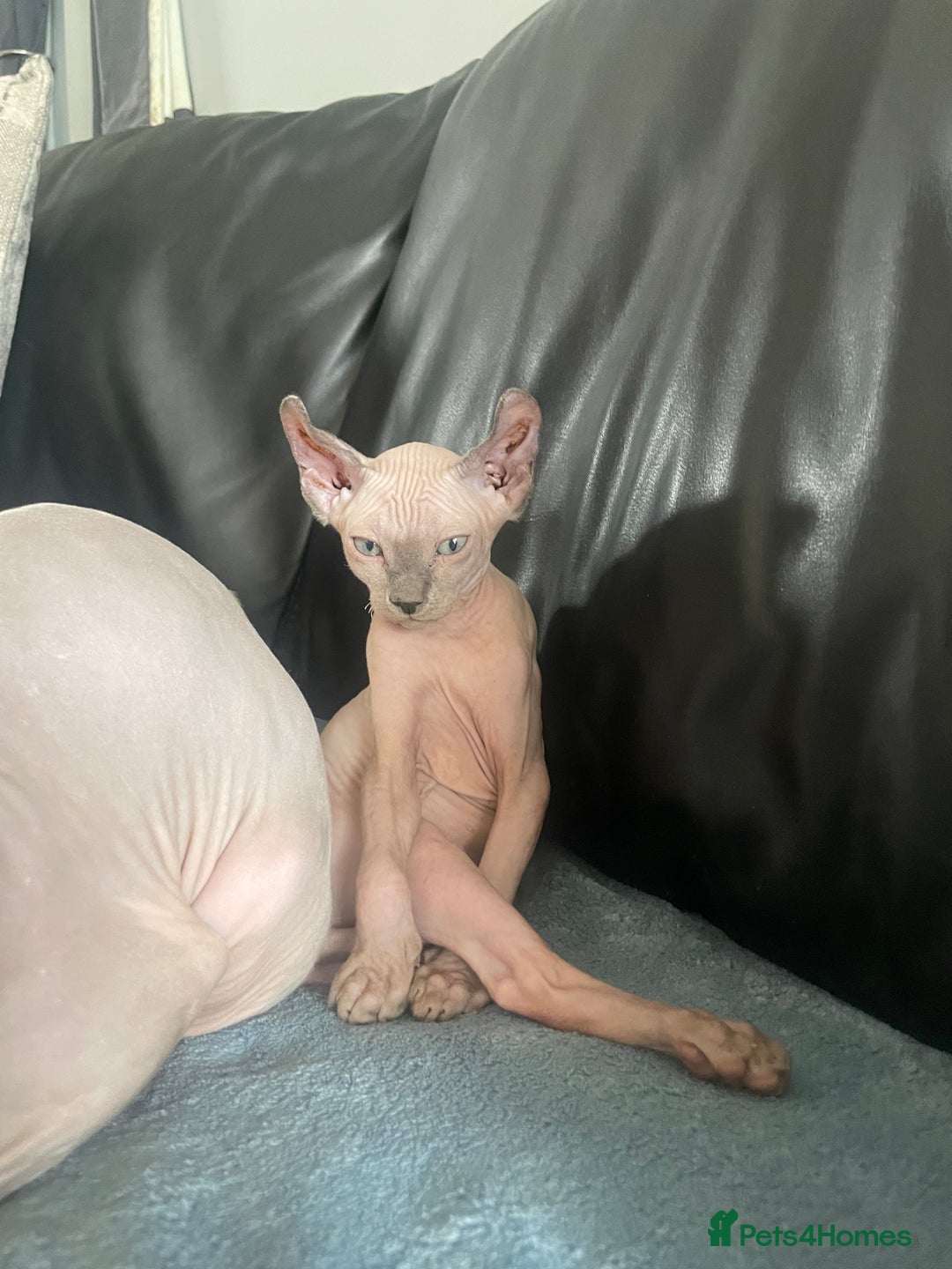Sphynx cats for sale: Pedigree Sphynx kittens LAST BOY READY NOW - Image 5