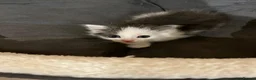 Ragdoll cats for sale: Beautiful Grey & White Ragdoll Kitten - Advert 5
