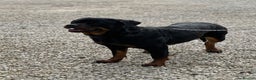 Rottweiler dogs for sale: Adult Girl 4 Years Old  - Advert 5