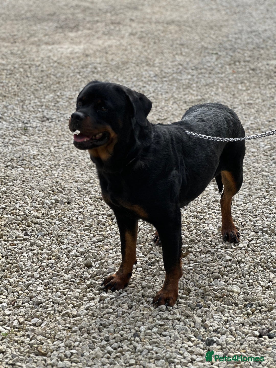 Rottweiler dogs for sale: Adult Girl 4 Years Old  - Advert 5