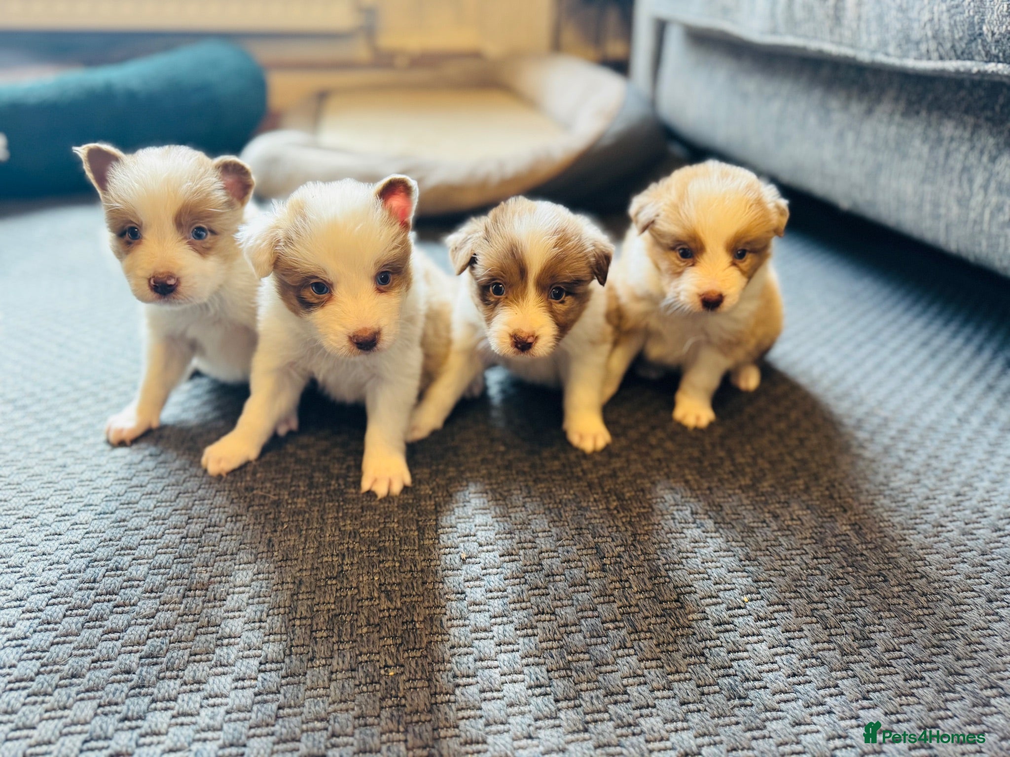 Border Collie dogs Our Bred Border Collie Puppies For Sale - Advert 1