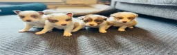 Border Collie dogs for sale: Our Bred Border Collie Puppies For Sale - Advert 1
