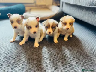 Border Collie dogs Our Bred Border Collie Puppies For Sale - Advert 1