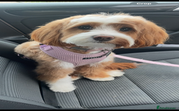 Cockapoo dogs for sale: Two gorgeous F2b Cockapoo girls left  - Advert 27