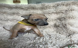 Mixed Breed dogs for sale: 3/4 Italian greyhound puppies  - Image 25