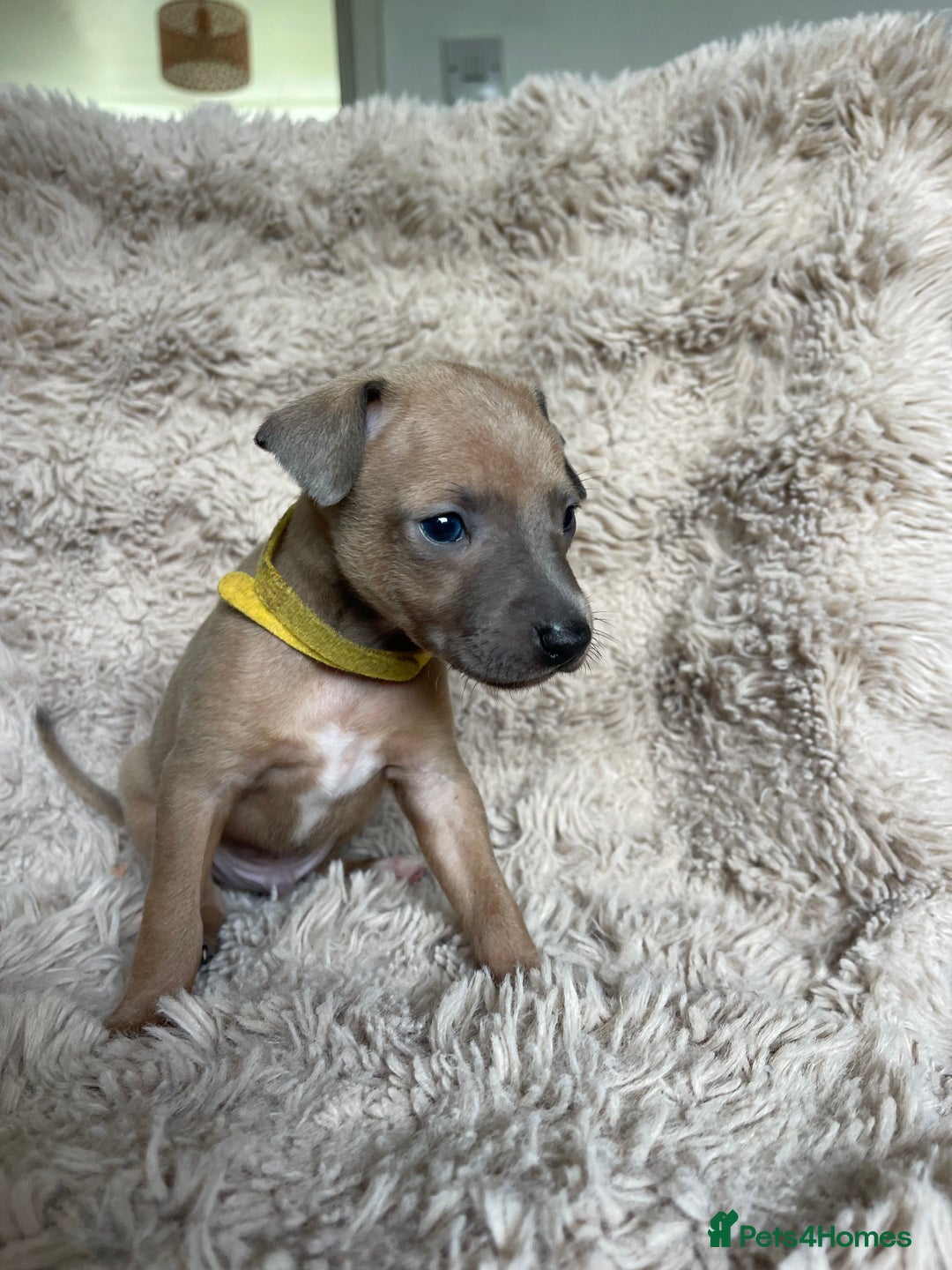 Mixed Breed dogs for sale: 3/4 Italian greyhound puppies  - Image 25