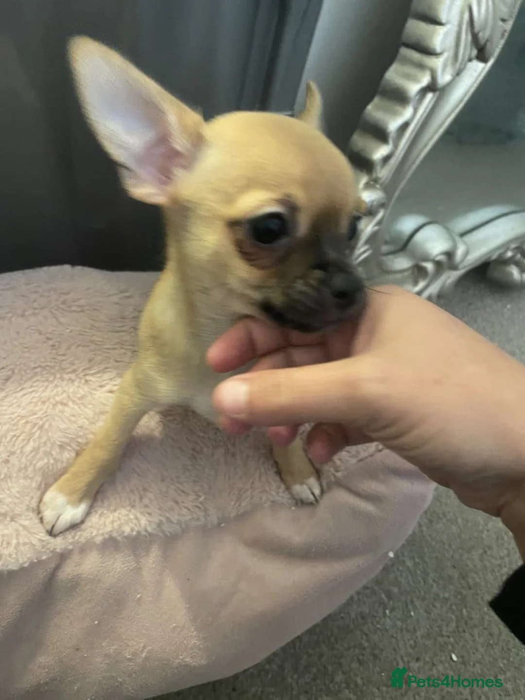 Chihuahua dogs for sale: Adorable Chihuahua Pups Looking for Loving Homes in Turriff - Advert 2