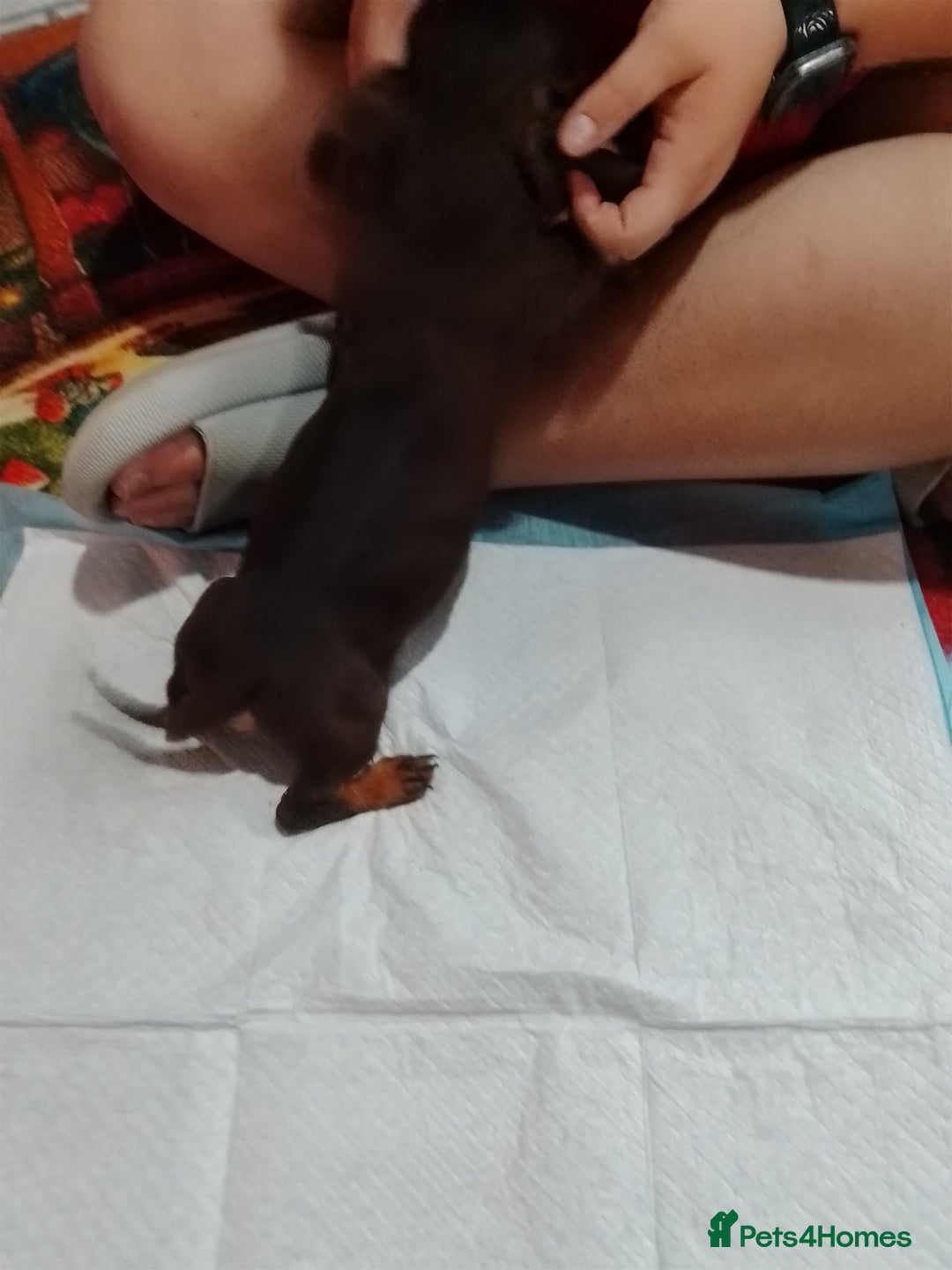 Mixed Breed dogs for sale: Jack dachshund  - Advert 7