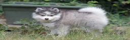 Pomsky dogs for stud: F3 Stud silver/white, 6.8kg, ready soon - Advert 9