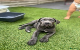 Cane Corso dogs for sale: Cane Corse Female  - Image 3