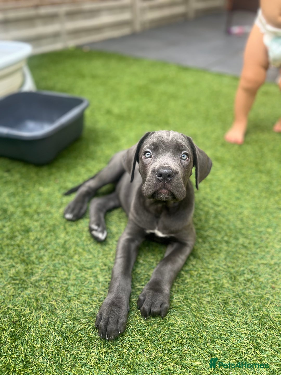 Cane Corso dogs for sale: Cane Corse Female  - Image 3