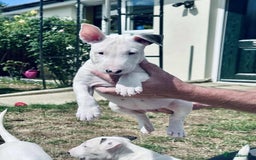 English Bull Terrier dogs for sale: English bull terrier pups for sale  - Image 11