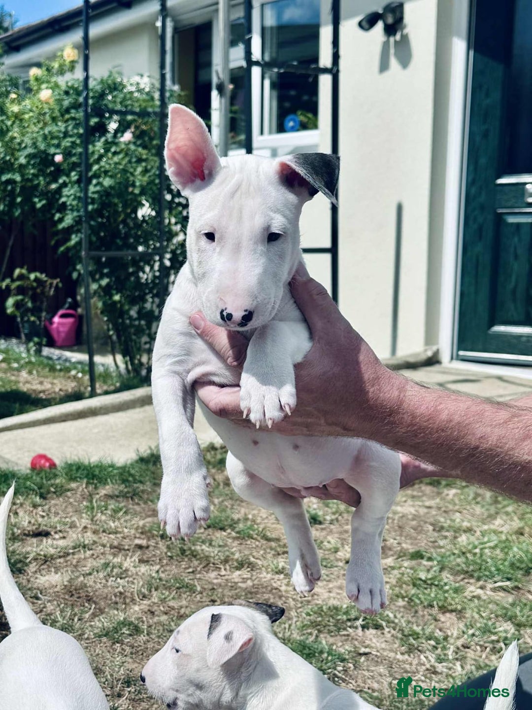 English Bull Terrier dogs for sale: English bull terrier pups for sale  - Image 11