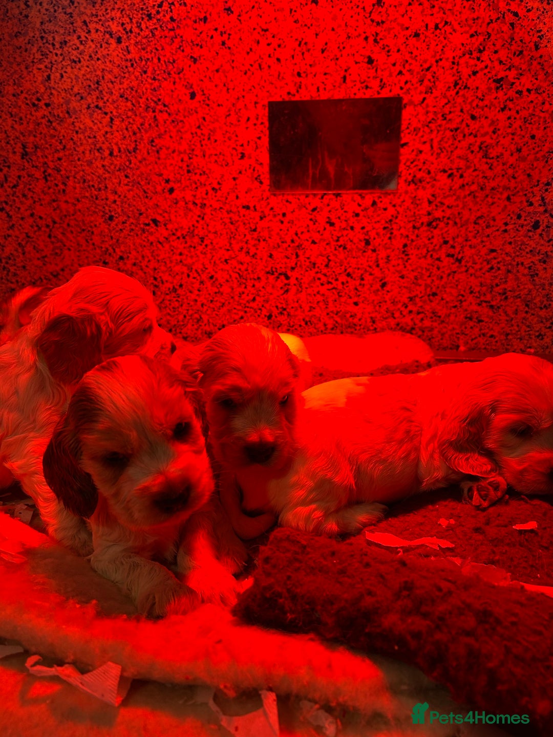 Cocker Spaniel dogs for sale: KC Registered show type cocker spaniel puppies.  - Advert 3