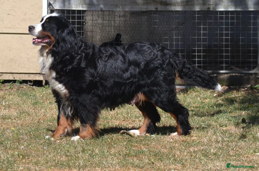 Bernese Mountain Dog dogs for sale: KC REGISTERED BERNEESE PUPPIES  - Advert 37