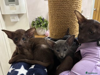 Oriental cats AMAZING ORIENTALS - Advert 1