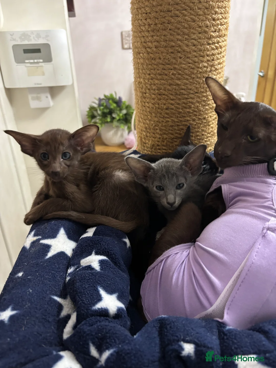 Oriental cats for sale: AMAZING ORIENTALS - Advert 1