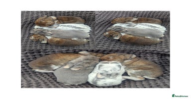 Mini Lop rabbits - Advert 2