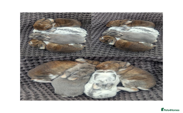 Mini Lop rabbits - Advert 1