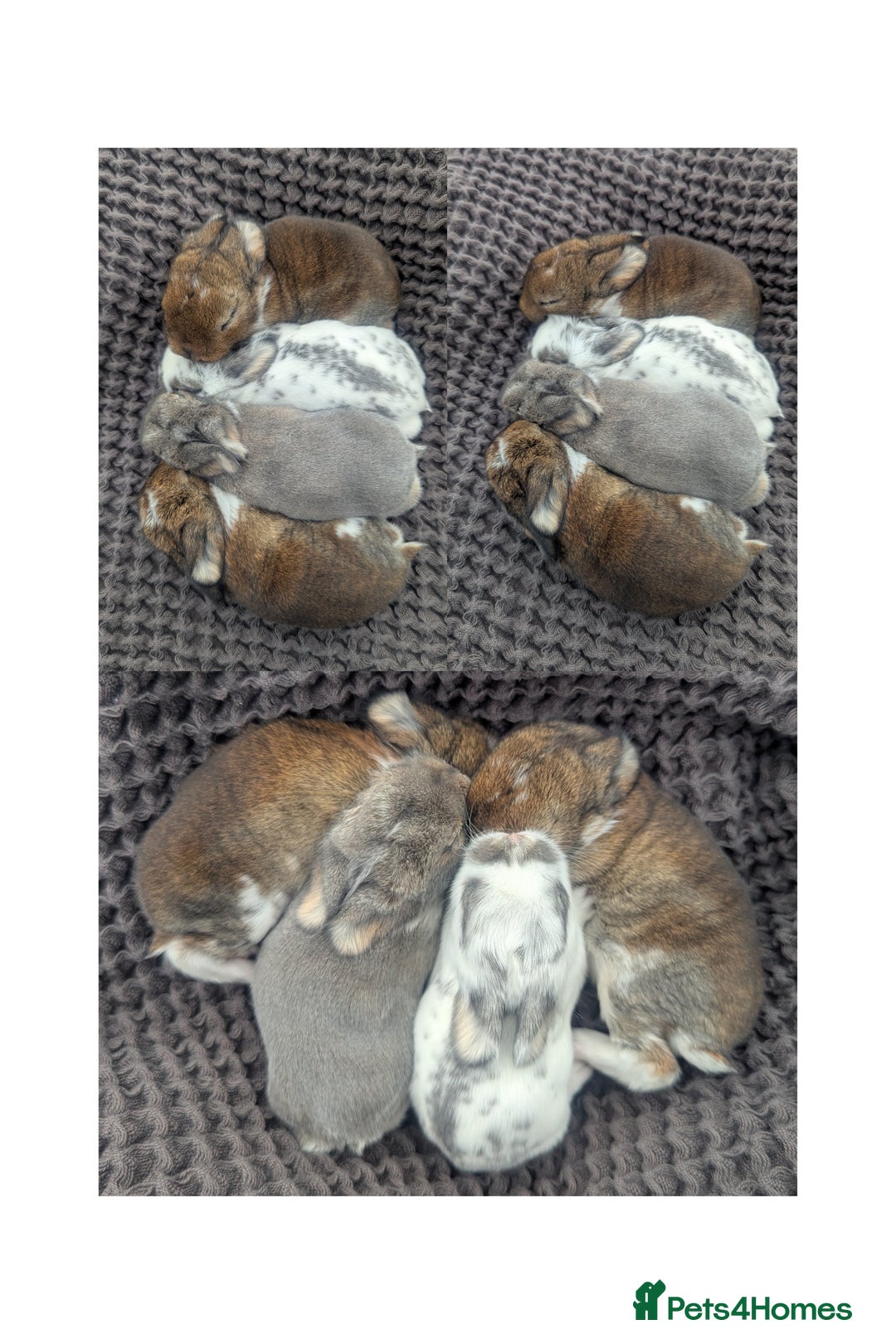 Mini Lop rabbits for sale: 4 stunning mini lops - Image 1