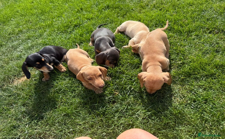 Miniature Dachshund dogs - Advert 13