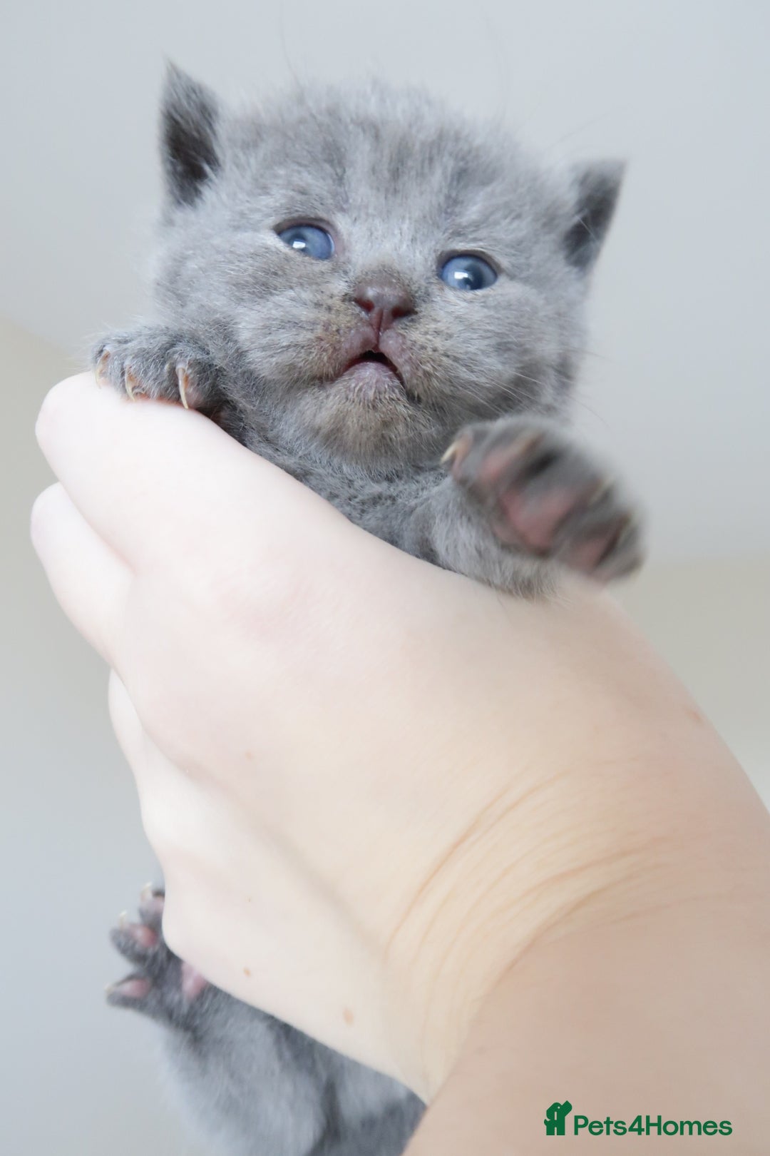 British Shorthair cats for sale: 2 left -GCCF Registered British Shorthair Kittens  - Advert 19