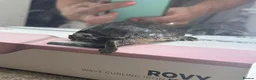 Turtle reptiles for sale: musk turtle FREE in Northampton - Advert 2