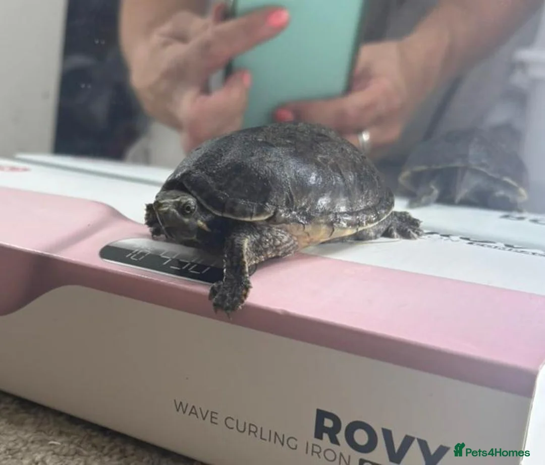 Turtle reptiles for sale: musk turtle FREE in Northampton - Advert 2